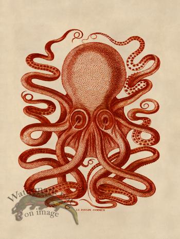 Octopus Orange 31